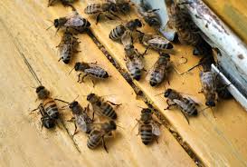 Bird, Wasp and Bee Control Service