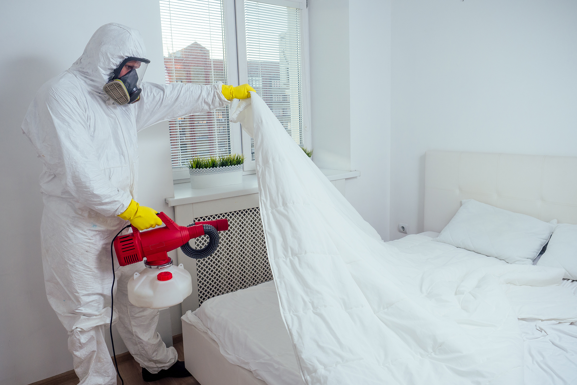 Bed Bug Elimination Service