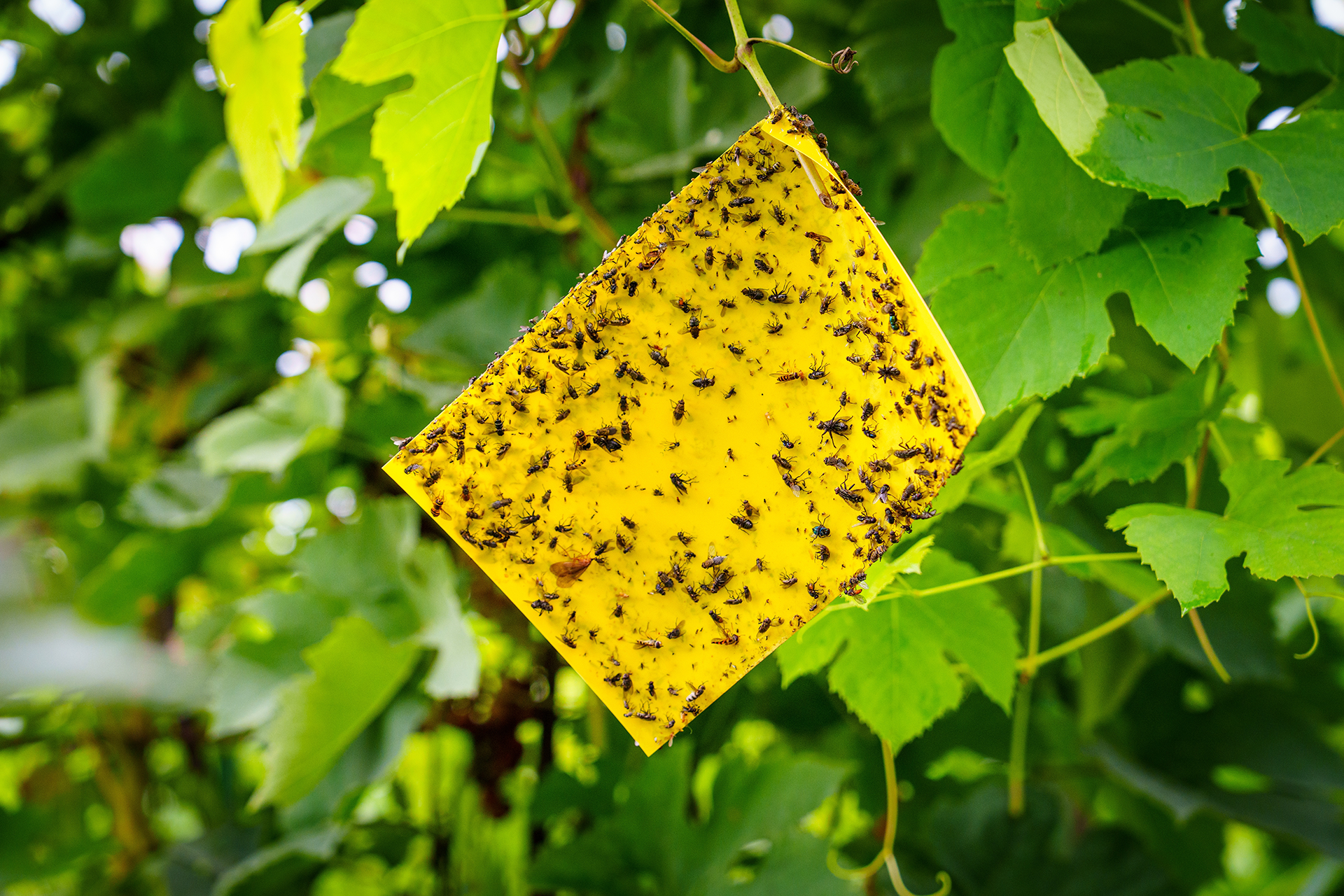 Eco-Friendly Pest Control Service