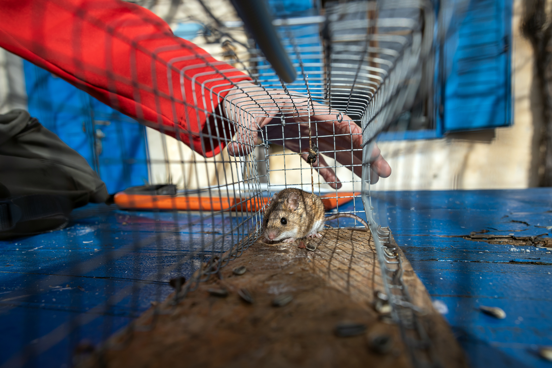 Rodent Control Service