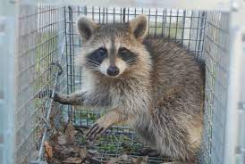 Wildlife Control Service